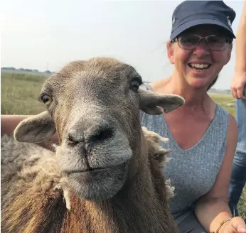  ?? MORGAN MODJESKI ?? Shepherd Sue Michalsky with Brownie, a two-year-old hair sheep, just one of 300 animals grazing in the area as part of a project helping to preserve the habitat of grassland nesting birds on the prairies.