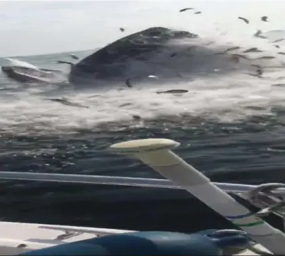  ?? COURTESY OF DOUG SHATFORD ?? ‘SO PEACEFUL’: A still frame from a video shot by Doug Shatford shows a humpback whale feeding just off Kettle Cove Island near the Magnolia section of Gloucester.