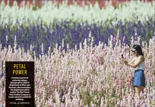  ??  ?? A woman is pictured yesterday taking a photograph in a field of delphinium­s in Wick near Pershore, Worcesters­hire. The delphinium­s will be used by The Real Flower Petal Confetti Company to create colourful confetti for weddings.
