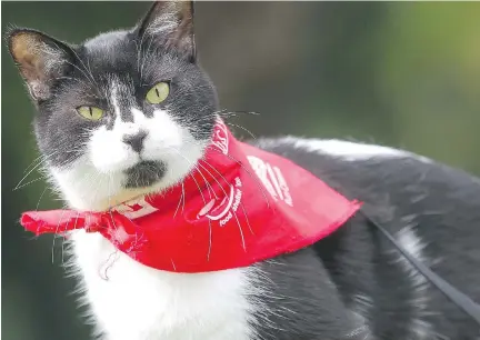  ?? PHOTOS: ROHIT SAXENA ?? It’s likely that Chance the cat is deaf, but his humans say he’s very affectiona­te and meows loudly because he can’t hear himself.