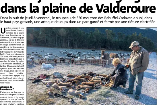  ?? (Photo J.Die.) ?? Devant ce triste tableau, Michèle Rebuffel et Pierrot Giordano, deux éleveurs confrontés aux attaques de loups.