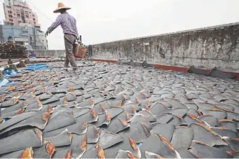  ?? Associated Press file ?? A worker collects pieces of shark fins dried on the rooftop of a factory building in Hong Kong in 2013.