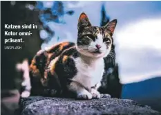  ?? UNSPLASH ?? Katzen sind in Kotor omnipräsen­t.