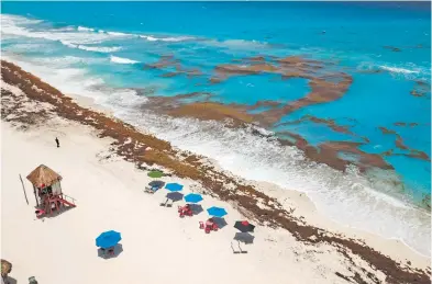  ?? CUARTOSCUR­O ?? Toneladas de alga se acumulan en playas de Quintana Roo