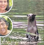  ??  ?? A small-clawed river otter, bathing in a pond within SAI Sanctuary. (Top) Three of a herd of 15 elephants that often stroll in.