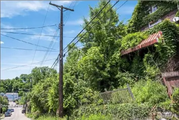  ?? Michael M. Santiago/ Post- Gazette ?? Abandoned homes are taken over by wildlife on Stokes Avenue in North Braddock. The bourough has about 400 vacant homes. The most dangerous structures have been marked with an X by the fire department.