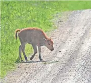  ?? MIDWEST REGION OF THE U.S. FISH AND WILDLIFE SERVICE/SPECIAL TO THE REGISTER ?? A bison calf crosses a road at the Neal Smith Wildlife Refuge.