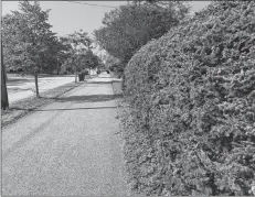  ?? CARLA ALLEN ?? This hedge along Pleasant Street is being used by at least one dog walker as a private dump for poop bags.