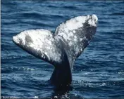  ?? ?? California Grey Whale.