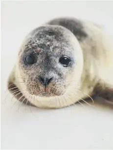  ??  ?? The Holderness zone is an important feeding ground for the common seal.