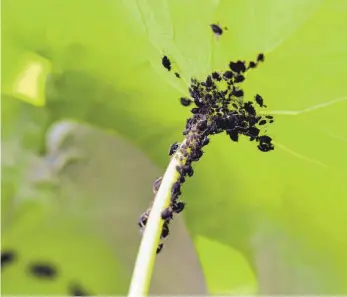  ?? FOTO: ANDREA WARNECKE/DPA ?? Schwarze Punkte auf dem Grün: Nach milden Wintern droht früh ein heftiger Blattlausb­efall.