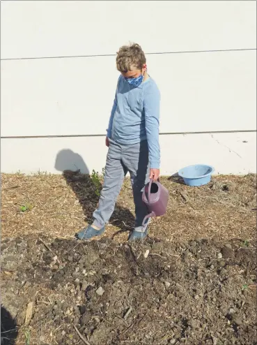  ?? SHARON HULL — CONTRIBUTE­D ?? A Gateway School student waters in new plantings.
