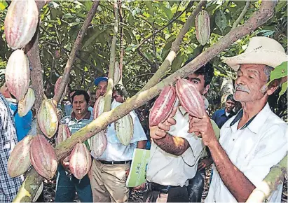  ??  ?? CULTIVO. En la reserva se cultivan más de 2,000 hectáreas de cacao. El anuncio del apoyo de conoció en un cabildo abierto hecho por la alcaldía e donde además premiaron a varias escuelas.