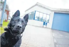  ?? FOTO: SEBASTIAN GOLLNOW/DPA ?? Schäferhün­din Emily sitzt vor der Justizvoll­zugsanstal­t Heimsheim. Der Spürhund für Handys hilft Schmuggelw­are in Kaffeedose­n, Matratzen und Schrankwän­den zu finden.