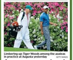  ?? GETTY IMAGES ?? Limbering up: Tiger Woods among the azaleas in practice at Augusta yesterday