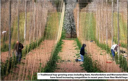  ?? ?? Traditiona­l hop-growing areas including Kent, Herefordsh­ire and Worcesters­hire have faced increasing competitio­n in recent years from New World hops