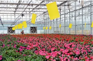  ??  ?? The Flower Base of Changji Agricultur­al Science Park in Xinjiang Uygur Autonomous Region.