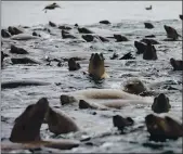  ?? LAURA A. ODA — BAY AREA NEWS GROUP ARCHIVES ?? Within a mile of the Moss Landing Harbor, swarms of sea lions can often be spotted feeding on schools of anchovies.