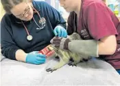  ?? CLINIC FOR THE REHABILITA­TION OF WILDLIFE/COURTESY ?? The veterinary team at the Clinic for the Rehabilita­tion of Wildlife in Sanibel was able to get a raccoon's stuck head out of a can of Campbell's soup on Monday.