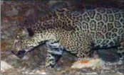  ?? ASSOCIATED PRESS/U.S. FISH AND WILDLIFE SERVICE ?? A photo released by the U. S. Fish and Wildlife Service shows a rare male jaguar west of the proposed Rosemont Mine site in the mountains southeast of Tucson.