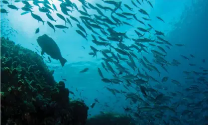  ?? Photograph: agefotosto­ck/Alamy ?? Fish at Wetar island in Indonesia. Scientists say the fall in marine diversity around the equator could have profound consequenc­es that are hard to predict.