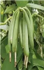  ?? Courtesy of Alan Chambers, University of
Florida ?? Vanilla looks like string beans when green. Once harvested, beans are cured for months to produce the sweet and creamy flavor.