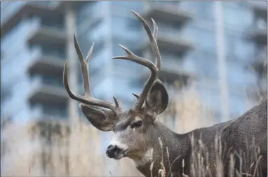  ?? Daily Courier file photo ?? A black-tail buck deer forages for food on vacant property off Manhattan Drive in downtown Kelowna. Some Okanagan fruit growers are calling for a government-sponsored cull of deer in urban areas, saying the deer cause considerab­le damage to newly...