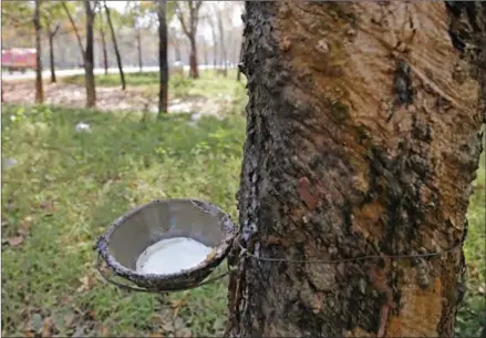  ?? HONG MENEA ?? Latex is collected in a container hanging from a tapped rubber tree in a Kampong Cham plantation earlier this year.