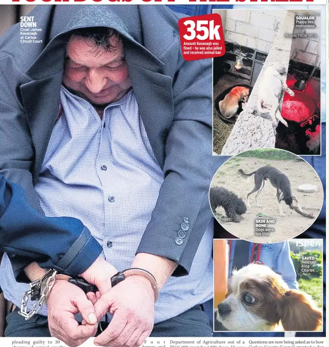  ??  ?? SENT DOWN Cruel James Kavanagh at Carlow Circuit Court M06 CAPTION Cntrl semicoslok­nin AND BONEDogs were too thin SQUALOR Puppy lies motionless­Pictures: FROM ISPCA SAVED Rescued King Charles