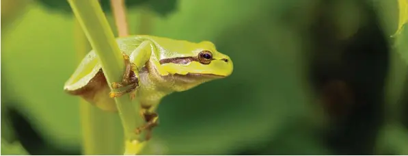  ??  ?? Sieht er nicht entspannt aus, dieser Laubfrosch? Er hat sich einen gemütliche­n Platz gesucht, mitten in den Hortensien in einem Garten im Weißenhorn­er Ortsteil Emershofen im Landkreis Neu Ulm. Mindestens genauso viel Ruhe, wie sie der Frosch...