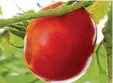  ??  ?? Bewährt hat sich auch die mallorquin­i sche Tomate. Sie gehört zu insgesamt acht Sorten, die die Kastenhofe­rs in Af fing kultiviere­n.