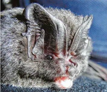  ?? Foto: Andreas Zahn ?? Ein ganz samtenes Fell und ein plattes Näschen hat die Mopsfleder­maus. Die seltene Art wurde nun in einem Wald bei Edelstette­n im Landkreis Günzburg per Zufall entdeckt und soll geschützt werden.