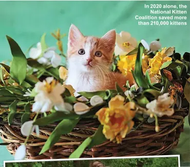  ??  ?? In 2020 alone, the National Kitten Coalition saved more than 210,000 kittens
