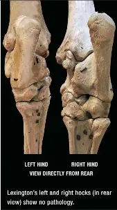 BONE SPAVIN - PressReader