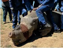  ?? GETTY IMAGES ?? Botswana has lost more than 10 per cent of its rhinos to poachers in the past year, and plans to dehorn the rest to make them less attractive targets.