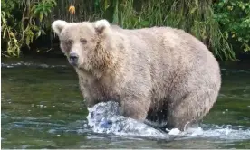  ?? ?? 128 Grazer was crowned winner of 2023 Fat Bear Week. Photograph: Katmai national park and preserve