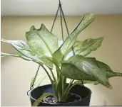  ?? ?? A Dieffenbac­hia plant, commonly referred to as dumb cane, is among the toxic houseplant­s parents are warned about.