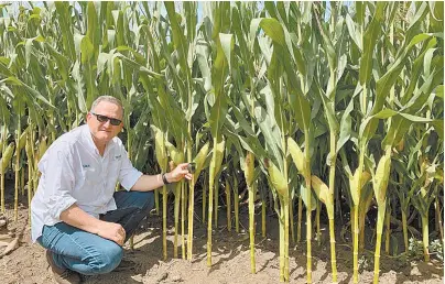  ?? ?? ECHEVERRÍA EN UNA DE LAS PLANTAS DONDE SE PRODUCE VITALA, LA TECNOLOGÍA QUE PERMITE INCREMENTA­R 30%
EL NÚMERO DE PLANTAS DE MAÍZ POR HECTÁREA. FOTO: CORTESÍA