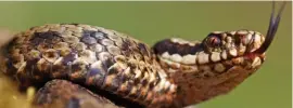  ??  ?? Warning: an adder, the only venomous snake native to the UK