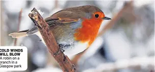  ?? A robin on a branch in a Glasgow park ?? COLD WINDS WILL BLOW