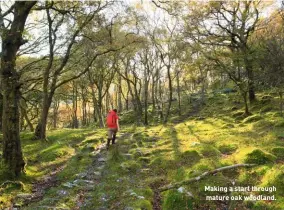  ??  ?? Making a start through mature oak woodland.