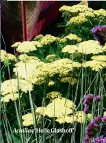  ??  ?? Achillea ‘Hella Glashoff’