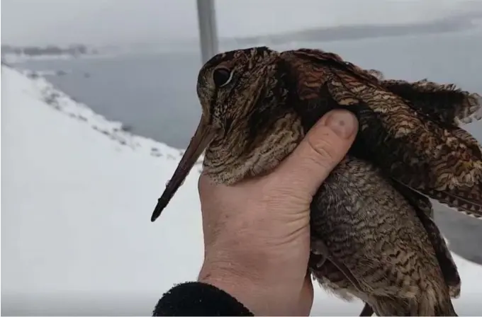  ?? FOTO: TOR-VIDAR KØHLER/SKJERMDUMP ?? PÅFLØYET: Tor-Vidar Køhler gikk på ski langs Byglandsfj­ord da han ble truffet i bryset av noe lynkjapt og brunt. Det var ei rugde.