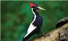  ?? BirdLife Internatio/PA ?? US Fish and Wildlife officials stated that there have been no definitive sightings of the ivory-billed woodpecker since 1944 and ‘there is no objective evidence’ of its continued existence. Photograph: Tomasz Cofta/