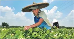  ?? YU XIANGQUAN / FOR CHINA DAILY ?? Farmers picking jasmine tea in Hengxian county, in Guangxi Zhuang autonomous region.