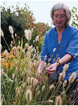  ??  ?? Snip off seedheads from your favourite grasses for sowing in spring