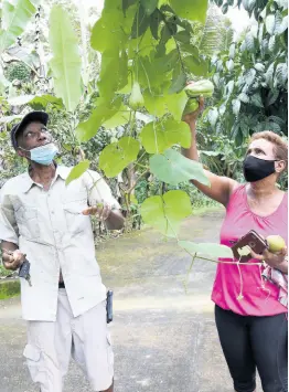  ??  ?? Samuel ‘Dickie’ Douglas and his wife Peaches pick chochos on their farm in Above Rocks, St Catherine.