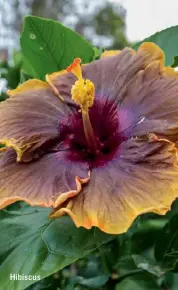  ??  ?? Hibiscus