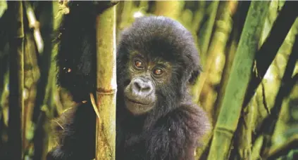  ?? CONTRIBUTE­D PHOTO ?? Roughly 700 mountain gorillas (Gorilla beringei beringei) — remain on Earth, nearly half living in the forests of the Virunga mountains in central Africa.