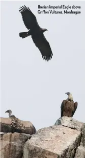  ??  ?? Iberian Imperial Eagle above Griffon Vultures, Monfragüe